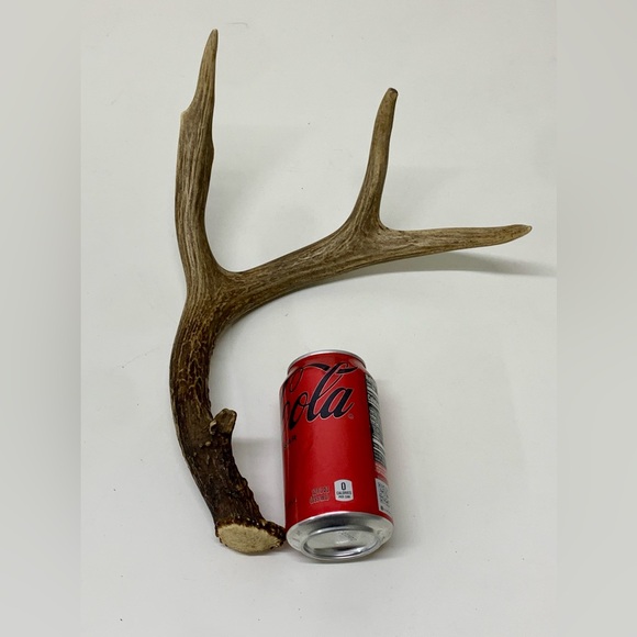 Vintage Upper Peninsula Michigan Deer Antler 12.1oz/344g - Picture 9 of 16